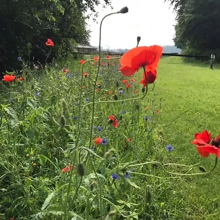 In De Bedstee Magie! Tatil Evi *